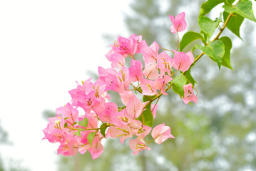 Obraz premium pink flowers Blossoming in the morning 