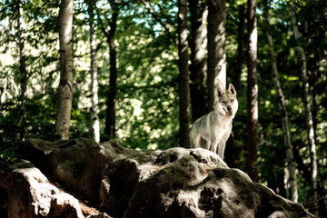 Czechoslovakian wolfdog standing on rocks into nature