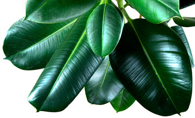 ficus elastica plant leafs with isolated white background
