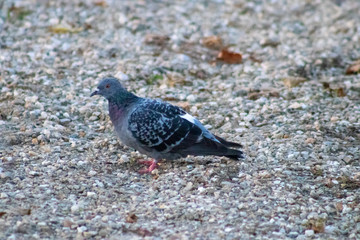 pigeon