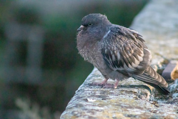 pigeon vieux
