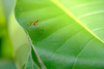 Red and on leaves 