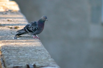 pigeon