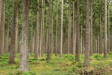 autumn forest trees. nature green wood sunlight backgrounds.