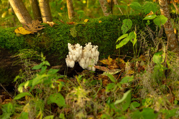  lion's mane  (Hericium erinaceus )also called  monkey head mushroom, bearded tooth mushroom, satyr's beard, bearded hedgehog mushroom, pom pom mushroom, or bearded tooth fungus © Denny