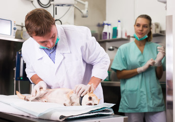 Dog on the operating table in a veterinary clinic