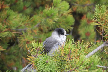 Whiskey Jack In The Pine Tree, Jasper National Park, Alberta
