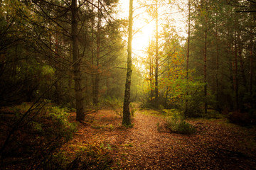 Jesienny poranek w lesie 