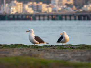 Gaviotas de ciudad