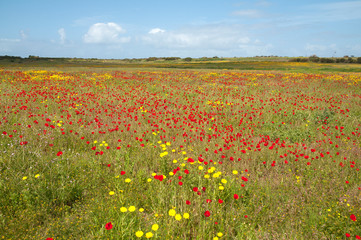 Daisies and poppies in pasture