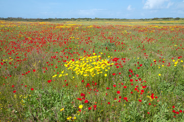Wild colorful flowers