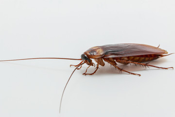 Cockroach brown   on a white background