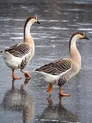 Swan goose (Anser cygnoides) on frozen lake