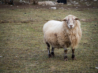 Fototapeta premium Sheep on pasture in cold winter time