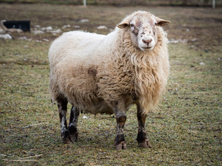 Sheep on pasture in cold winter time