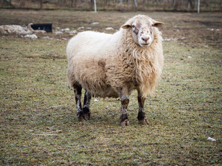 Sheep on pasture in cold winter time
