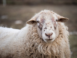 Detail of a sheep on pasture in cold winter time