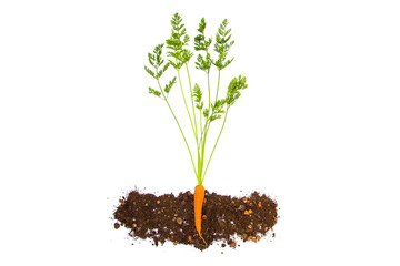 Fresh vegetables isolated on white background