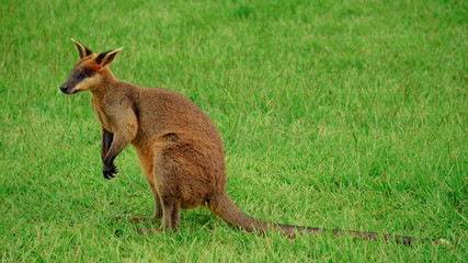 Naklejka na ściany i meble Decent Kangaroo looking for a mate! 