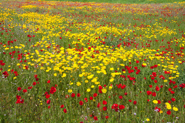 Field of wild flowers of poppies, anemones and Daisies
