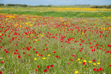 Wild Blossoms of Savyons and Poppies in Nature