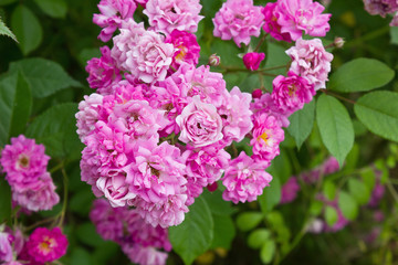 a bunch of small pink roses close-ups growing on a bush