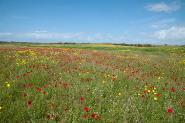 Wild Blossoms of Savyons and Poppies in Nature