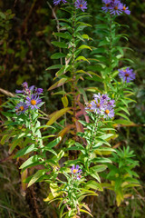 Blooms seeking Sunlight