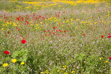 Wild Blossoms of Savyons and Poppies in Nature