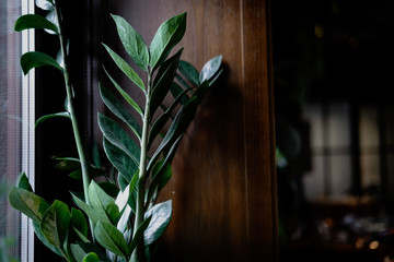 Dark green plant leaves on wooden background