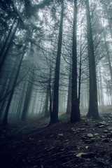 Fototapeta premium dark, scary pine forest among the mist 