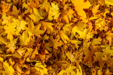 Background of the fallen yellow maple leaves. Autumn concept