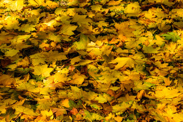 Background of the fallen yellow maple leaves. Autumn concept