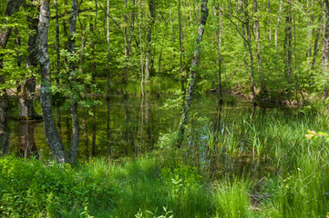 Fototapeta na wymiar forest in spring