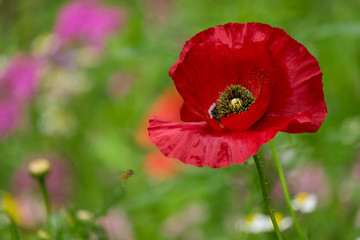 Klatschmohn (Papaver rhoeas)