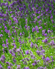 Obraz premium Lavendel