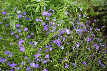 flowers Lobelia in the garden