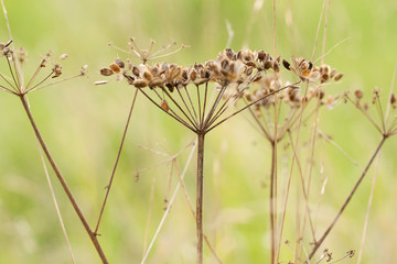 faded dry plant with seeds growing in an autumn field