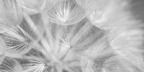 dry faded with a spider web from seeds, black and white,