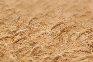 ripe golden rye growing in the field