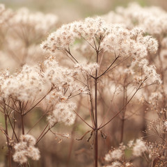 dry faded plants with fluffy seeds
