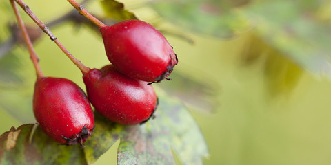 ripe beautiful red berries of a hawthorn on a branch