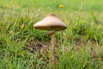 Pilz