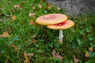 Giftige Pilze im Herbst