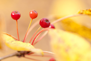 branch with red ripe berries in a sunny autumn park