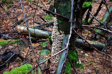 Pilze Wald Erfenbach