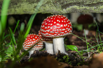 Giftige Pilze im Herbst