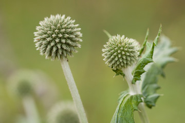 round prickly green echinops flower