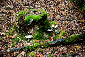 Wald Erfenbach Pilze