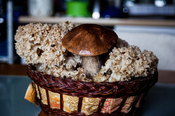 Krause Klucke, Birken Pilz